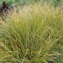 Stipa arundinacea 'Pheasant Tail'